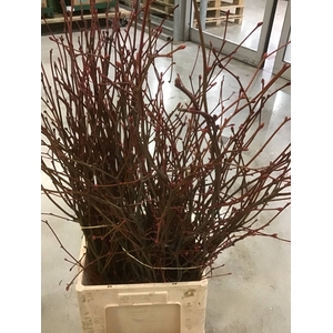 DIABOLO ROT FRUCHT