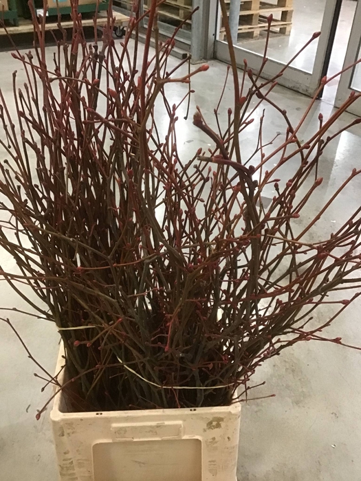 <h4>DIABOLO ROT FRUCHT</h4>