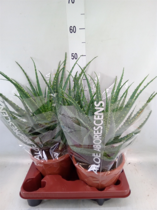 <h4>Aloe arborescens</h4>