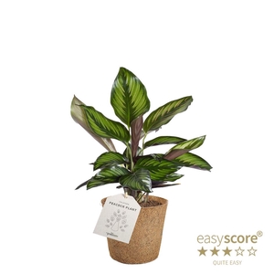 CALATHEA RUFIBARBA P11 COCOZ