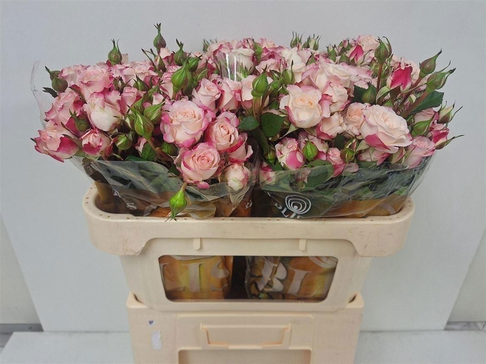 <h4>R Tr Reflex</h4>