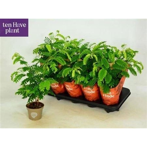 Tamarindus Indica robert nb