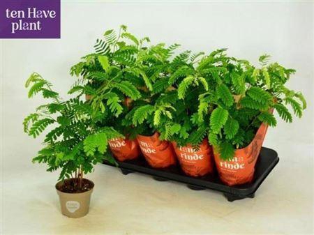 <h4>Tamarindus Indica robert nb</h4>