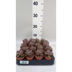Succulents   ...