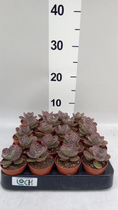 <h4>Succulents   ...</h4>