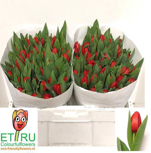 <h4>TU EN ESCAPE</h4>