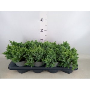 Juniperus squamata 'Blue Star'