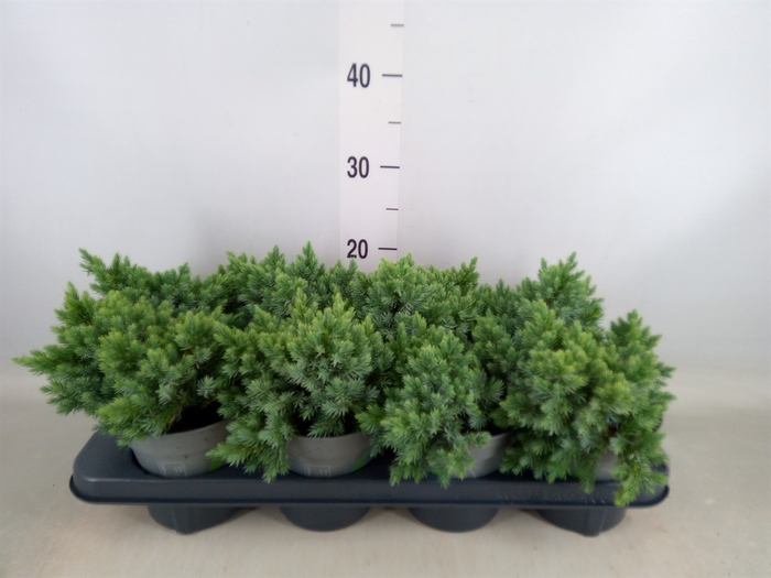 <h4>Juniperus squamata 'Blue Star'</h4>