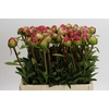 Paeonia Command Performance