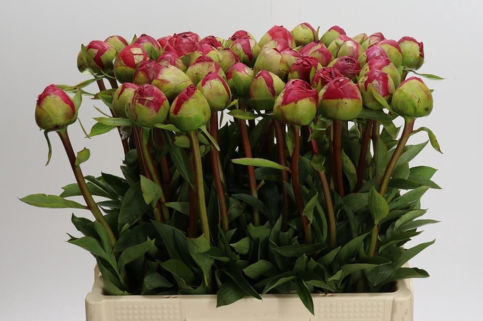 Paeonia Command Performance