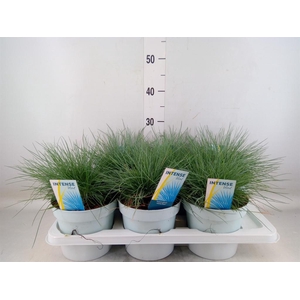 Festuca glauca 'Intens Blue'