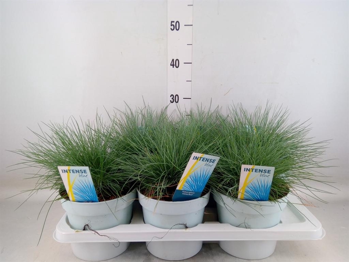 <h4>Festuca glauca 'Intens Blue'</h4>