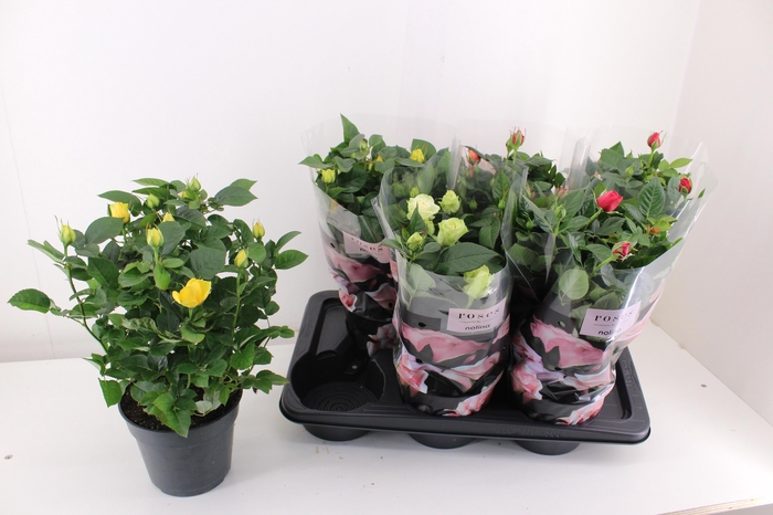 <h4>RO PALACE GEM 4 SRT</h4>