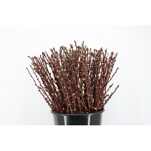 Perzikbloesem Short 55cm P Bunch