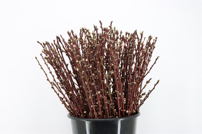 <h4>Perzikbloesem Short 55cm P Bunch</h4>