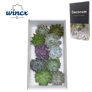 Echeveria Mix (wincx) Cutfl (10spc.) Wincx-12cm