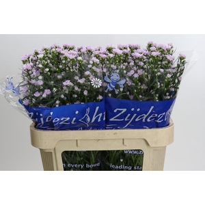 Aster Claudia