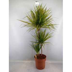 Dracaena marg. 'Sunray'