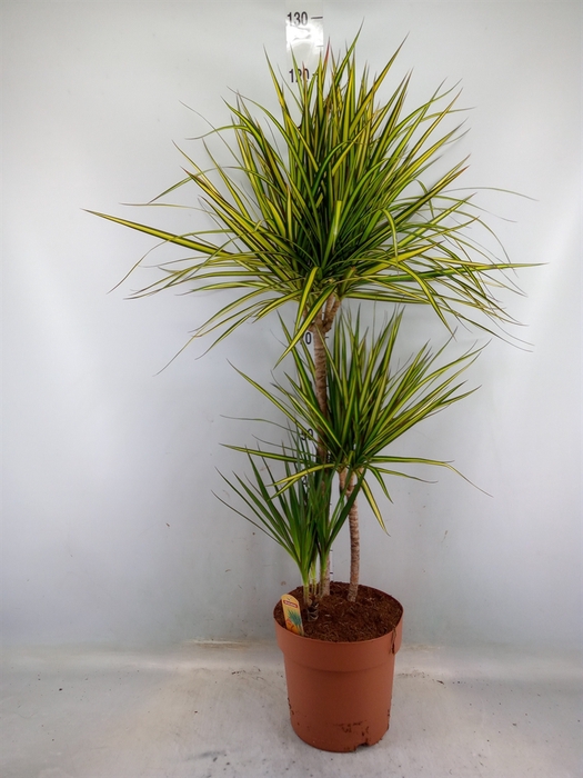 <h4>Dracaena marg. 'Sunray'</h4>