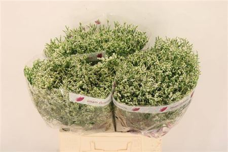 <h4>Lim Sin Clear Diamond</h4>