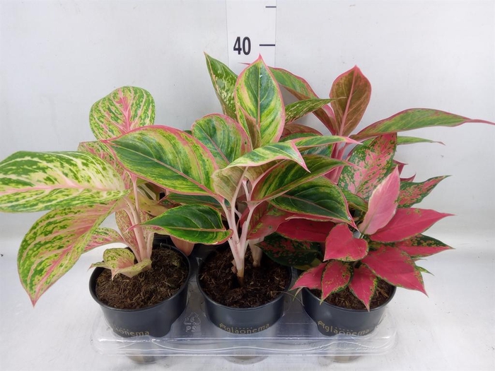 <h4>Aglaonema   ...</h4>