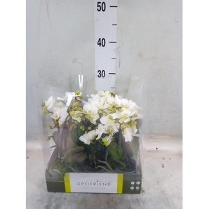 Phalaenopsis multi.   ...white