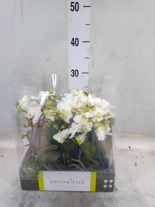 <h4>Phalaenopsis multi.   ...white</h4>