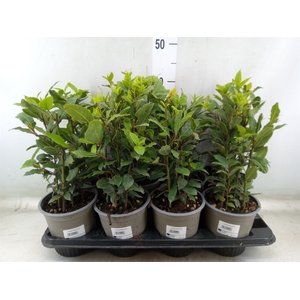 Laurus nobilis
