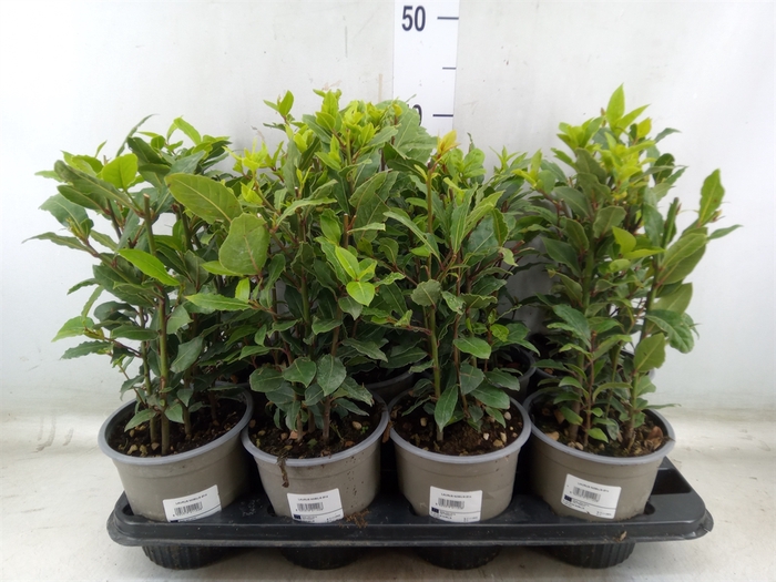 <h4>Laurus nobilis</h4>