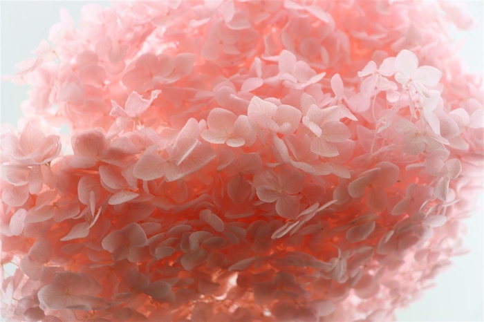 <h4>Pres Hydrangea Lightpink Bunch</h4>