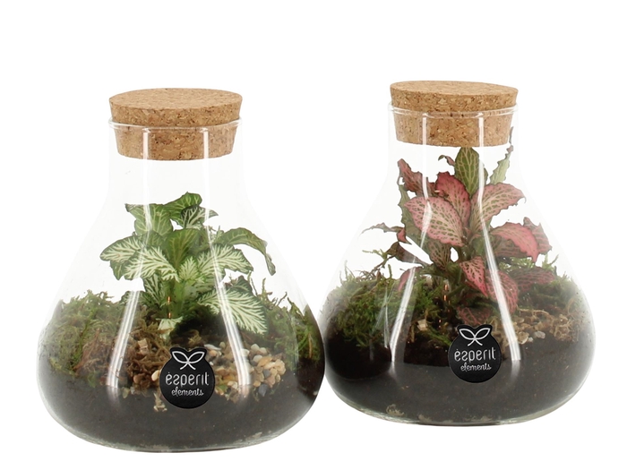 Arr.   Planten L%
