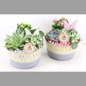 arr2 PL - Zink bowl yellow/grey - roze/wit