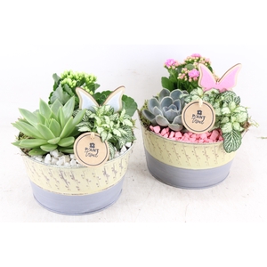 arr2 PL - Zink bowl yellow/grey - roze/wit