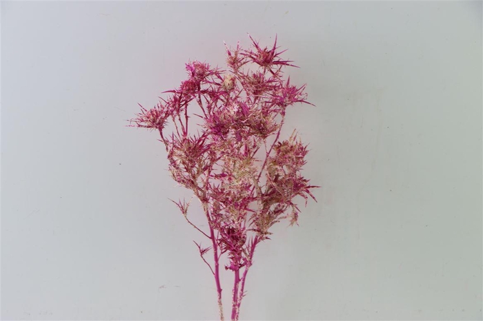 Dried Artz Cardi Rafael Bunch