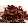 Euca Robusta Berry Red 400gr P Bunch