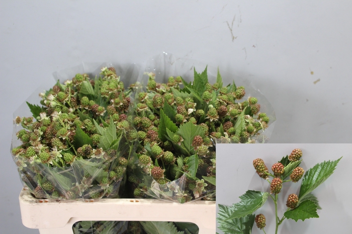 <h4>RUBUS FR CHESTER</h4>