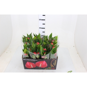 ANTHURIUM MINI MILLION FLOWERS P09