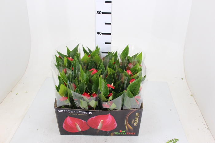 ANTHURIUM MINI MILLION FLOWERS P09
