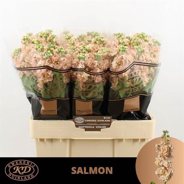 <h4>MATTHIOLA INCANA 'MILLA SALMON'</h4>