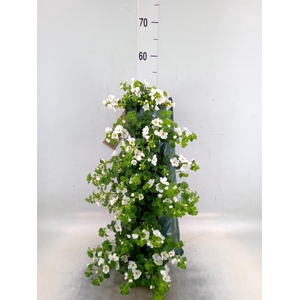 Perkplanten   ...sorted   [Bedding]