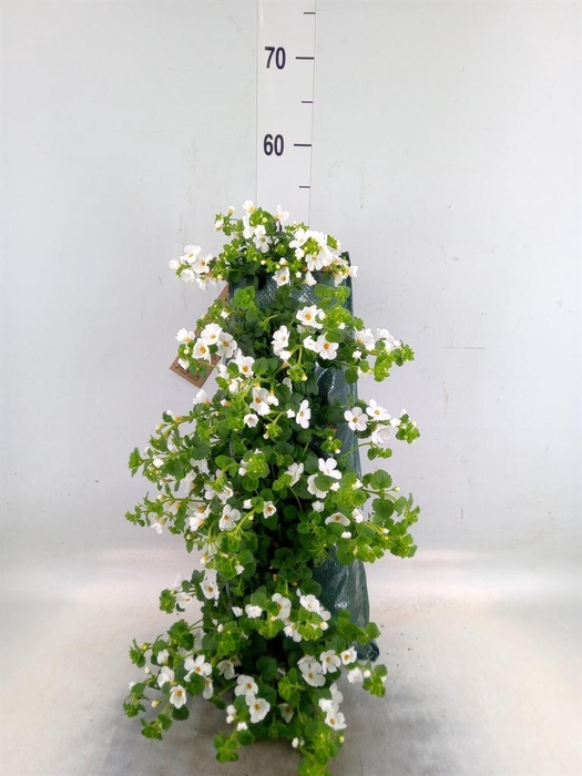 <h4>Perkplanten   ...sorted   [Bedding]</h4>