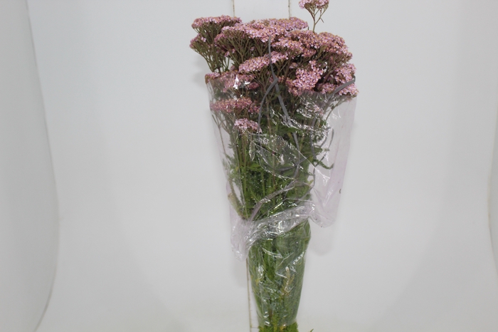 <h4>ACHILLEA MILLEFOLIUM ROSA TINTURADA 070 CM</h4>