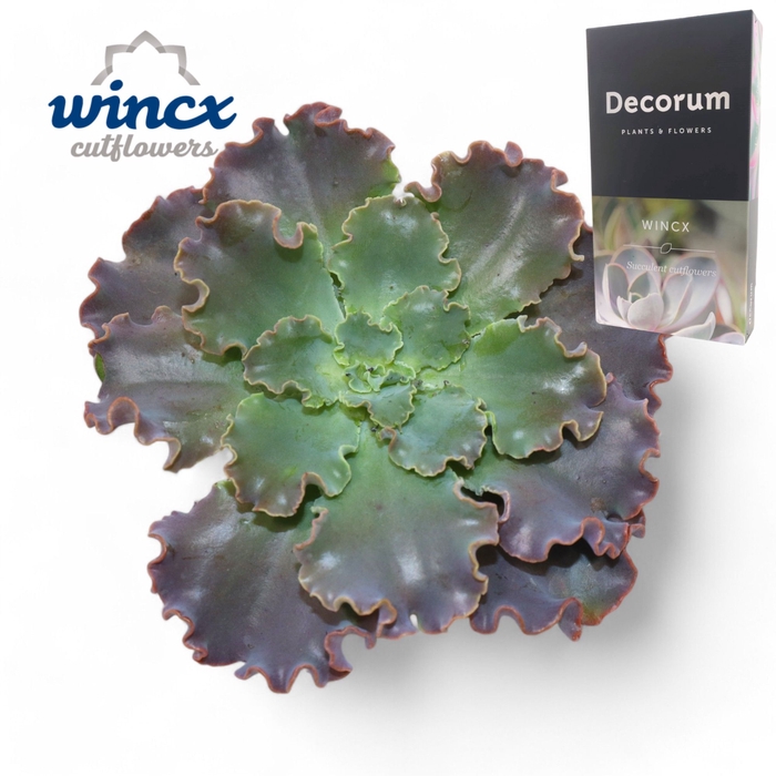 <h4>Echeveria Shaviana Cutflower Wincx-10cm</h4>