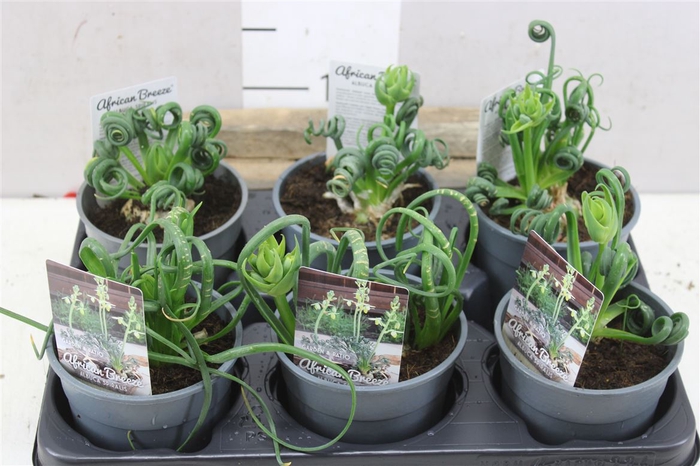 <h4>Albuca Spiralis Frizzle Sizzle</h4>