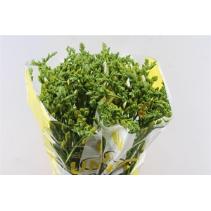 Fr Du Marseille Yellow / Creme