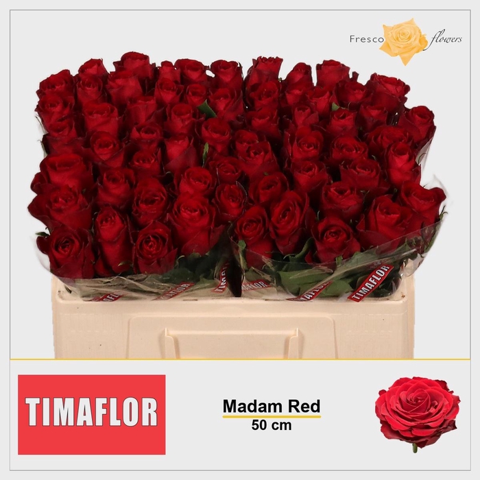<h4>R Gr Madam Red</h4>