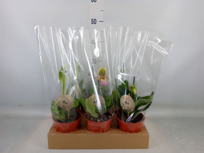 <h4>Paphiopedilum   ...</h4>