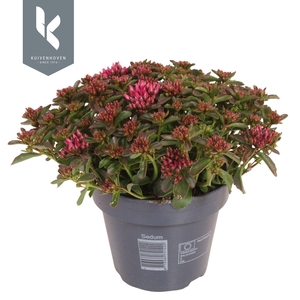 Sedum Spot on Deep Rose
