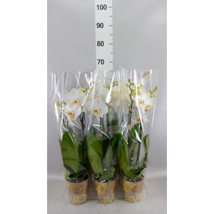 Phalaenopsis   ...white