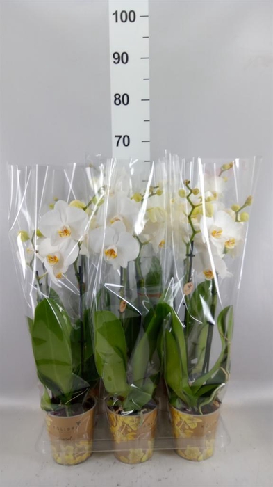 <h4>Phalaenopsis   ...white</h4>